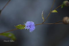 Lamprachaenium microcephalum